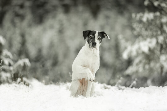 Mischling im Schnee