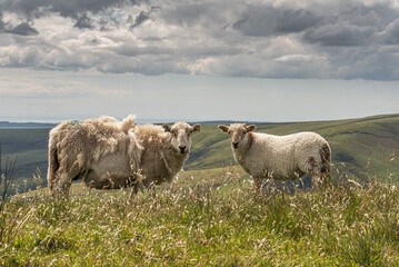 Sheep grazing in the hills of south Wales