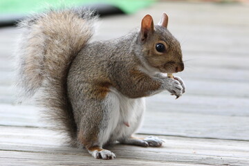 squirrel eating nut