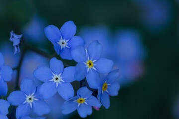 Spring background forget-me-not flowers.