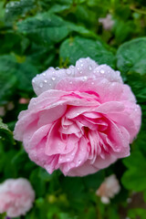 Obraz premium Pink rose in the garden after rain in spring or summer.
