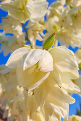 Bottom view of white flowers against a blue sky.