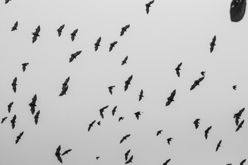flock of bat flying