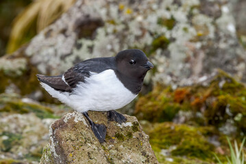 Dovekie (Alle alle) at least auklet colony in St. George Island, Alaska, USA