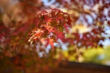 太陽に照らされた紅葉