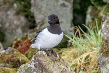 Dovekie (Alle alle) at least auklet colony in St. George Island, Alaska, USA