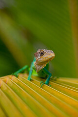 Iguana posando 