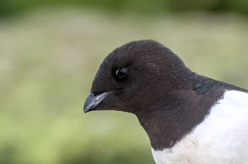 Dovekie (Alle alle) at least auklet colony in St. George Island, Alaska, USA