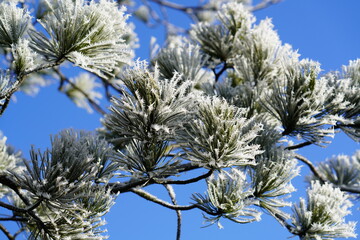 swiss stone pine or arolla with hoar frost on needles on a frosty and sunny morning