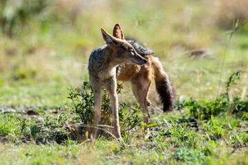 Chacal à chabraque, Canis mesomelas, Afrique