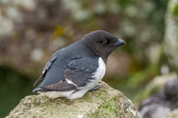 Dovekie (Alle alle) at least auklet colony in St. George Island, Alaska, USA
