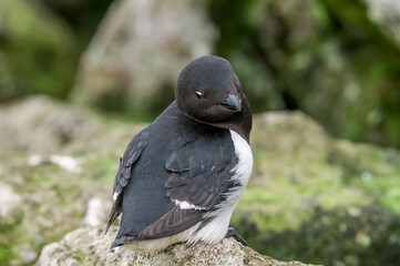 Dovekie (Alle alle) at least auklet colony in St. George Island, Alaska, USA