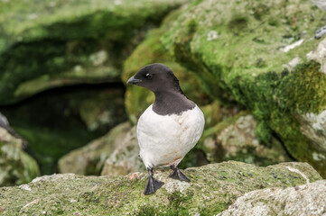 Dovekie (Alle alle) at least auklet colony in St. George Island, Alaska, USA