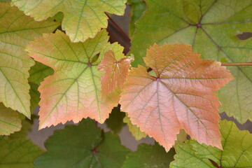 Grapes leaves in the garden. Fresh young grape vine branches with pink leaves. Summer nature background.