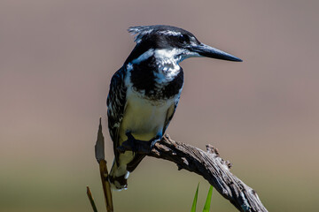 Ibis sacré,.Threskiornis aethiopicus, African Sacred Ibis