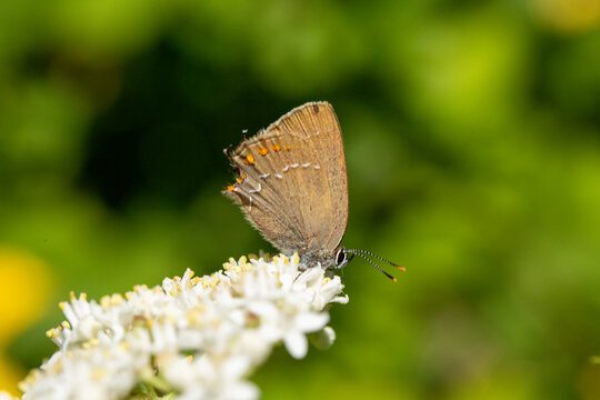 A close up photo of a brown coloured, mottled butterfly on a flower in front of a green background.