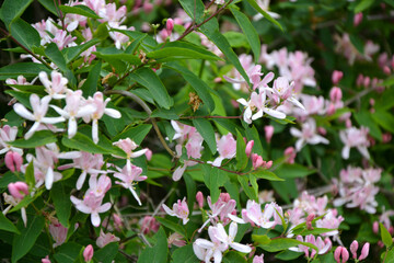 Kolkwitzia blooming bush. Pink flowers background. Beauty bush branches in pink blossom. Beautiful summer nature.