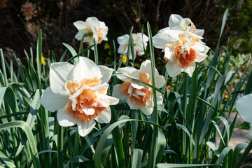 White salmon orange double flowered Daffodil.