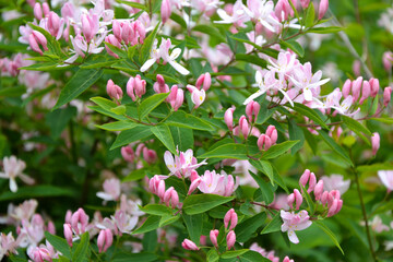 Kolkwitzia blooming bush. Pink flowers background. Beauty bush branches in pink blossom. Beautiful summer nature.