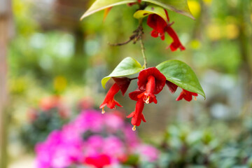 beautiful red flower aeschynanthus close up a