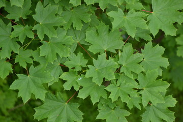 Fototapeta na wymiar Maple tree foliage. Fresh green maple leaves. Park or forest nature background.