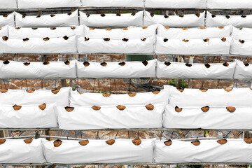 Fototapeta premium Modern industrial plant growing farm. Greenhouse with automatic irrigation. Preparing for planting