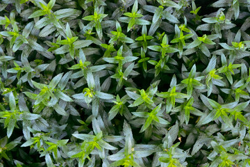 Fototapeta premium Mint plant in the garden. Spearmint foliage. Organic agriculture. Mint in the wild nature. Herb tea flavor. Village yard herbs.