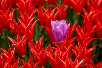 A park view that has colorful tulips and trees. Tulips were growing originally in Tian Shan Mountains and they were cultivated in Constantinople and they became the symbols of Ottomans. 