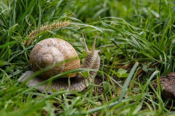 snail in green grass