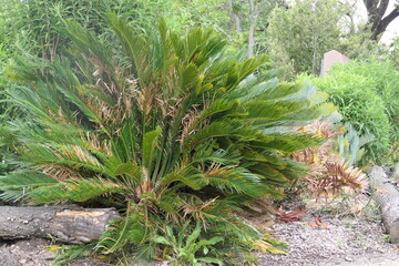 Encephalartos altensteinii ist ein Vertreter der Palmfarne (Cycadales), endemische Art in Südafrika. Fotografiert in George, Provinz Westkap.
