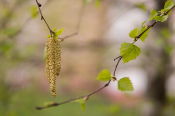 Spring willow branches. Pussy willow's twigs. Spring willow tree in bloom
