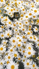 large bouquet of daisies in sunlight. Natural cute background.
