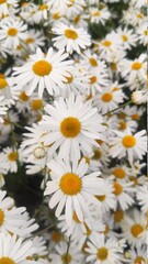 large bouquet of daisies in sunlight. Natural cute background.