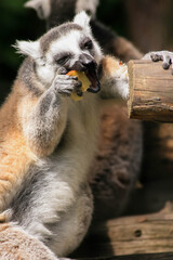 lemur is eating fruit