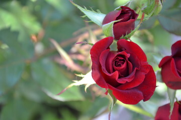 Red roses in the garden. Fresh beautiful flowers. Bright red roses. Summer nature background.