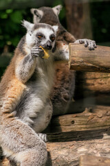 lemur is eating fruit