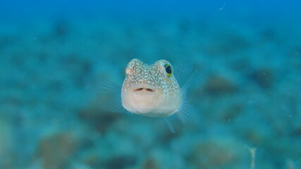 little pufferfish close up mediterranean sea invasive fish underwater ocean scenery © underocean
