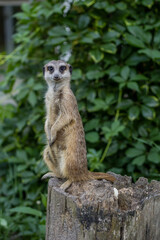 surakat a marmot stands on a stump