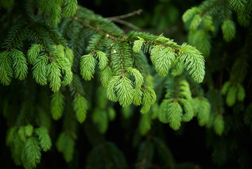 Green spruce branch closeup. Nature background