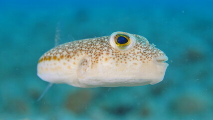 little pufferfish close up mediterranean sea invasive fish underwater ocean scenery © underocean
