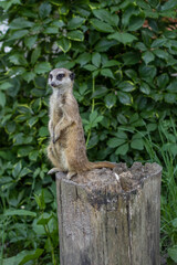 surakat a marmot stands on a stump