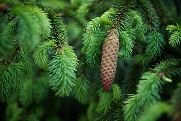 Green spruce branch with cone closeup. Nature background