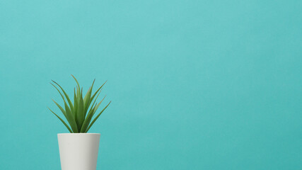 Artificial cactus plants or plastic or fake tree on blue and green or Turquoise background.it is isolated