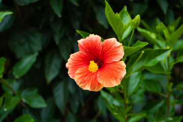 A vibrant, color-rich hibiscus flower close up