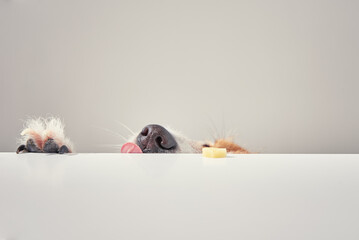 Jack Russell terrier dog eat meal from table. Funny dog portrait with tongue on white background