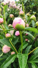 Bud pink peonies flowers background