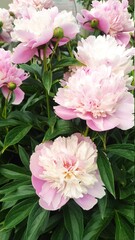 Fluffy pink peonies flowers background