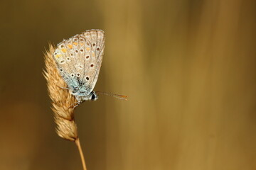 butterfly on the ground