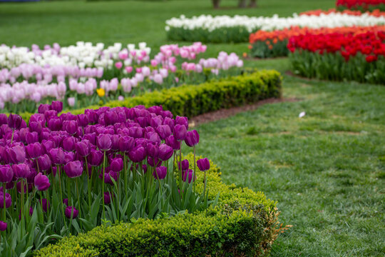 A photo of tulips garden (in Latin Tulipa) that are purple, white and, red. It was taken to Europe from Anatolia. 