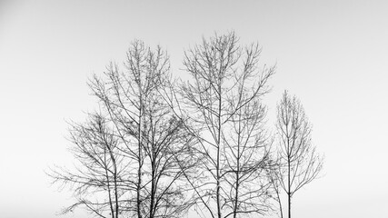 Leafless tree branches on clear background in grayscale colorless moody black and white style. Winter time nature